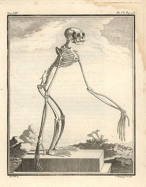 Agile gibbon skeleton, Hylobates agilis. Engandered
