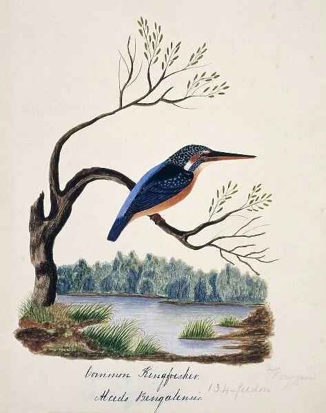 Alcedo atthis bengalensis, common kingfisher