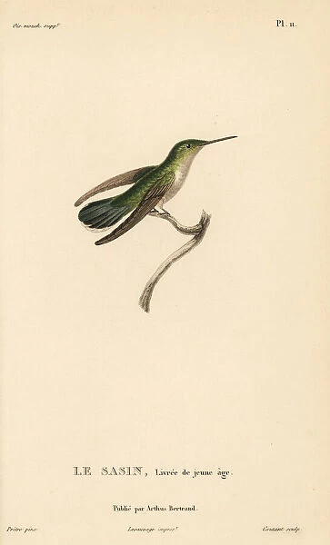 Allens hummingbird, Selasphorus sasin. Juvenile female