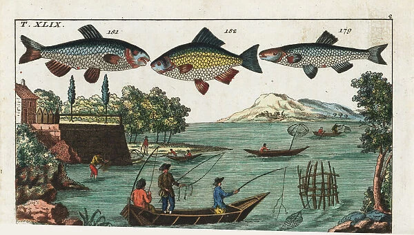Alver, nase, Prussian carp, and fishing