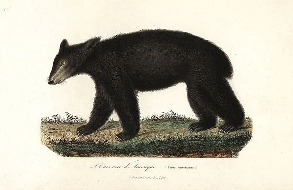 American black bear, Ursus americanus