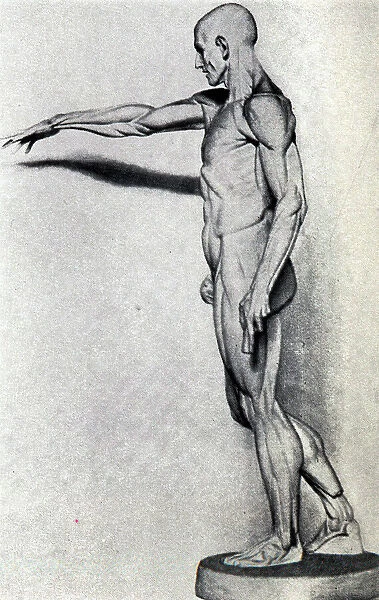 Anatomical Figure