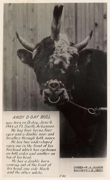 Andy the D-Day Bull of Brookville, Ohio, USA
