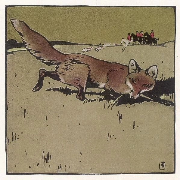 Animals  /  Foxes
