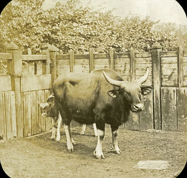 Animals at a French Zoo - Gazal(?) cow and Calf