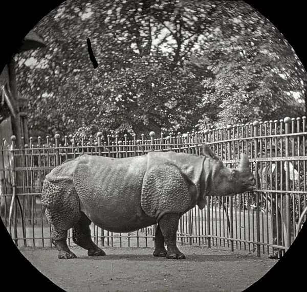 Animals at a French Zoo - Rhinoceros