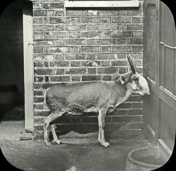 Animals at a French Zoo - Saiga Antelope