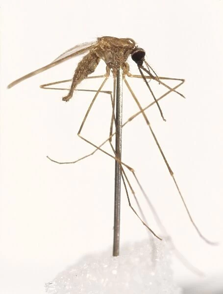 Anopheles labranchiae, mosquito