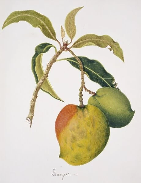 Anthracothorax sp. mango