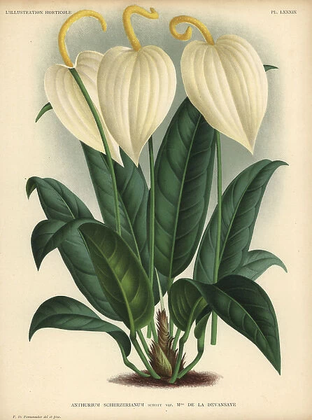 Anthurium scherzerianum or flamingo flower