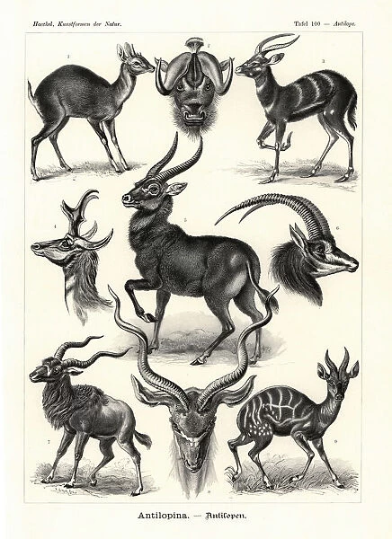 Antilopina antelopes