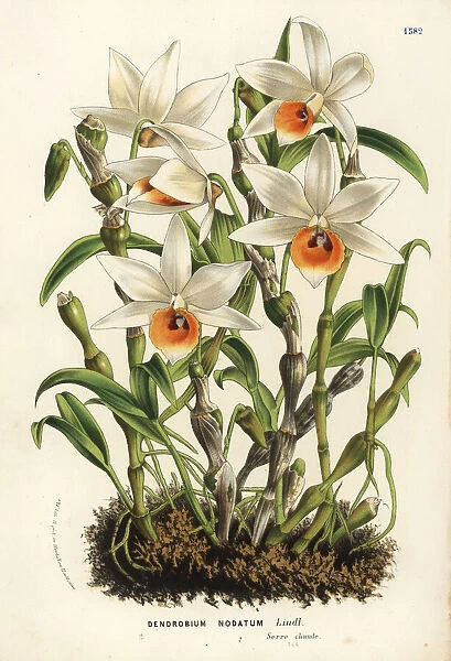 Aphrodites dendrobium orchid, Dendrobium aphrodite
