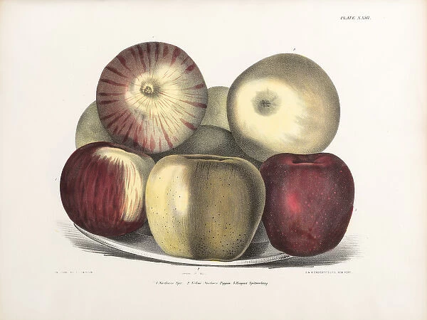 Apples, three varieties