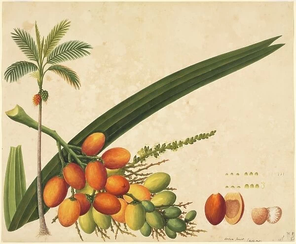 Areca sp. Plate 987 from the John Reeves Collection of Botanical Drawings