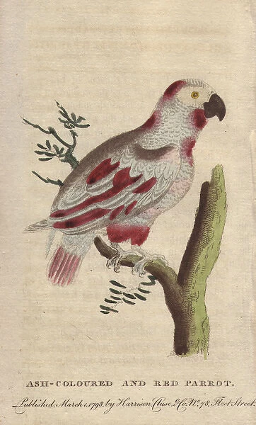 Ash-colored and red parrot or African grey
