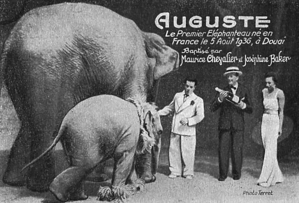 Auguste, the First Elephant ever born in France