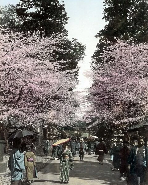 Avenue of cherry blossom, Japan