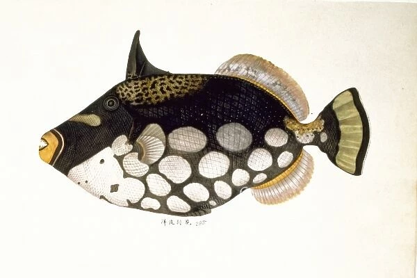 Balistoides conspicillum, clown triggerfish