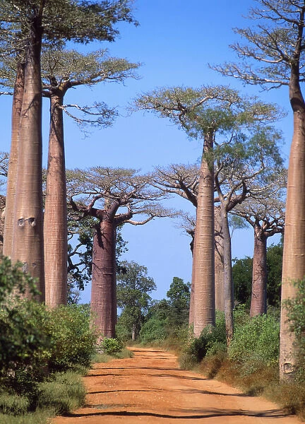 Baobab  /  Boab Tree
