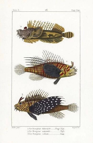 Bearded ghoul, broadbarred firefish, and red lionfish