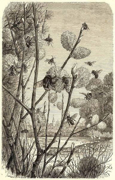 Bees in springtime