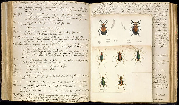 Beetle illustrations