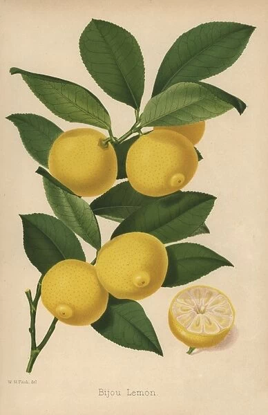 Bijou lemon cultivar, Citrus x limon