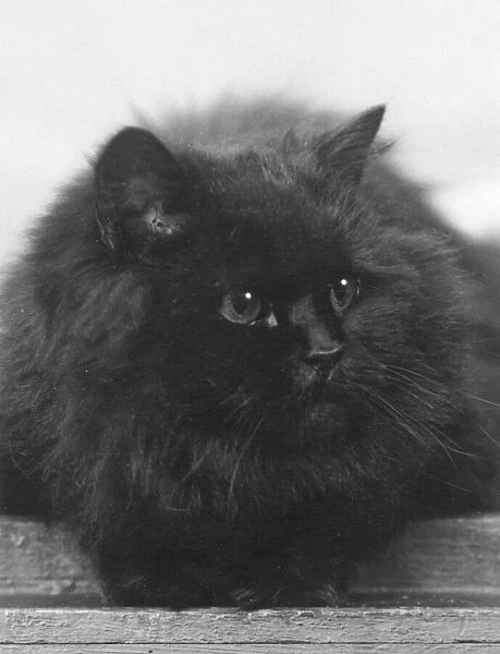 BLACK CAT. CHAMPION BLACK CAT This large, fluffy cat lies comfortably