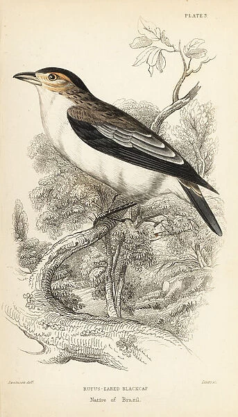 Black-crowned tityra, Tityra inquisitor