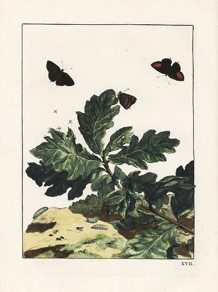 Black hairstreak, Satyrium pruni, on oak leaves