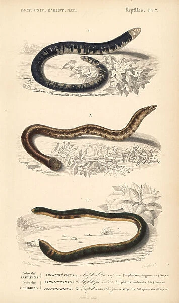 Black and white worm lizard, blind snake