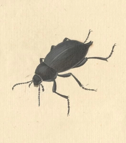 Blaps mucronata, cellar or churchyard beetle