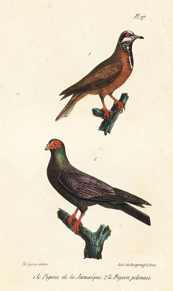 Blue-headed quail-dove (endangered) and black