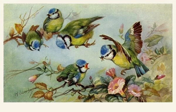 Blue tits. From a series of postcards.. c.1937