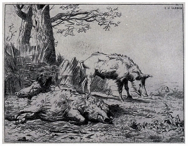 Two Boars. An etching of two rugged boars, one standing