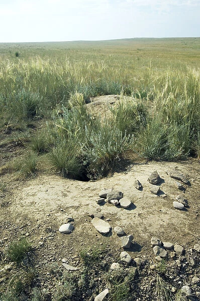 Bobak  /  Steppe Marmot - a burrow complex in steppe