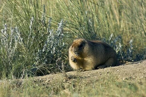 Bobak  /  Steppe Marmot - fat adult - ready for hibernation