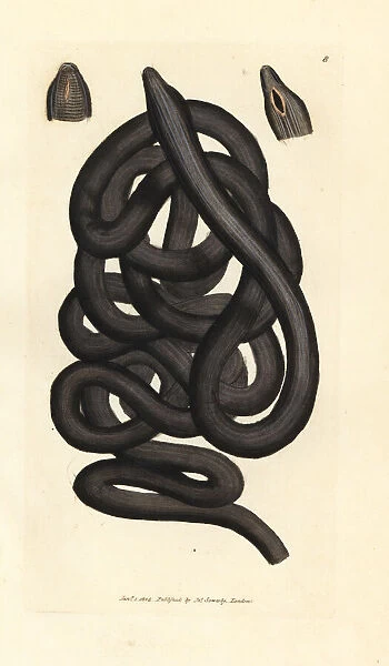 Bootlace worm, Lineus longissimus