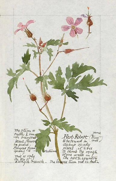 Botanical Sketchbook -- Herb Robert