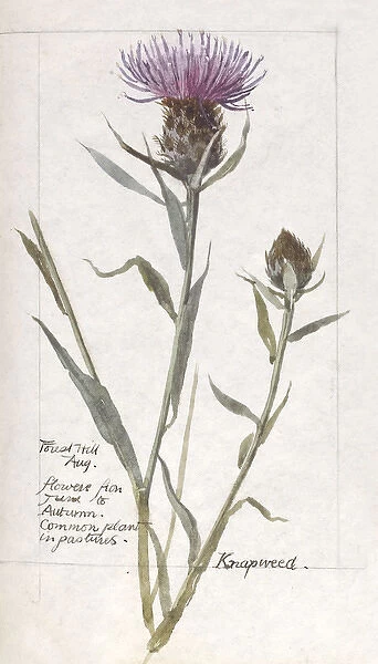 Botanical Sketchbook -- Knapweed