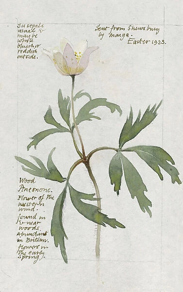 Botanical Sketchbook -- Wood Anemone