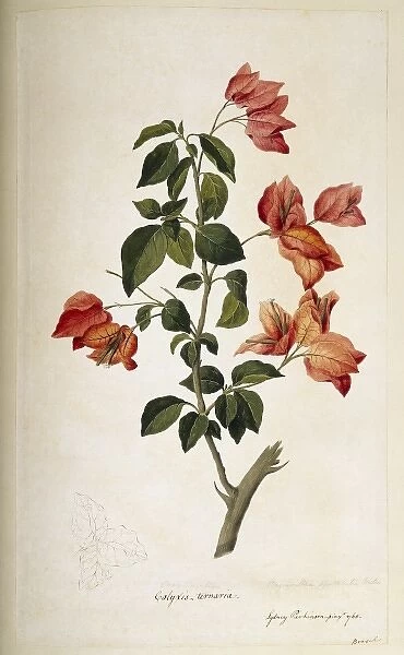 Bougainvillea spectabilis, paper flower