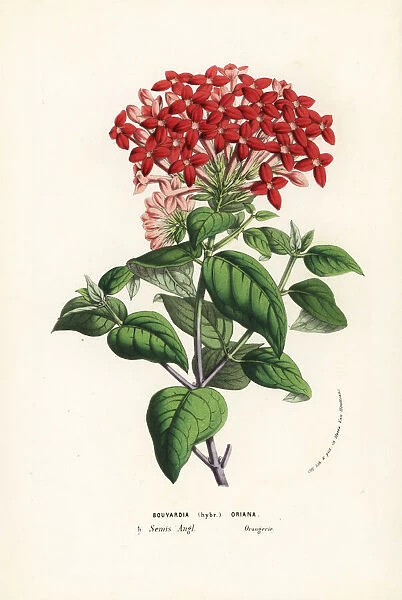 Bouvardia hybrid, Oriana