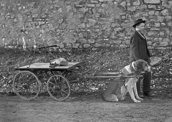 Boy with dog pulling cart