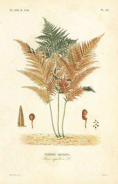 Bracken or common brake fern, Pteridium aquilinum