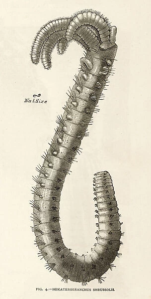 Branched Worm 1891