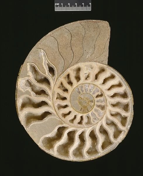 Brasilia bradfordensis, ammonite