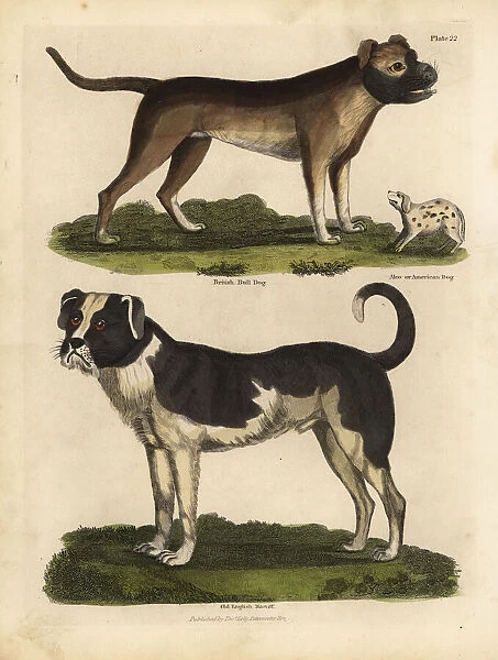 Breeds of dogs, Canis lupus familiaris
