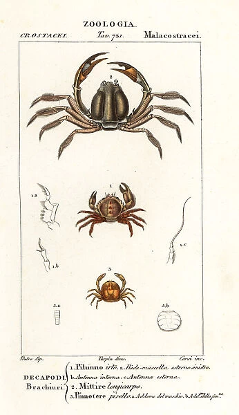 Bristly crab, light-blue soldier crab and pea crab