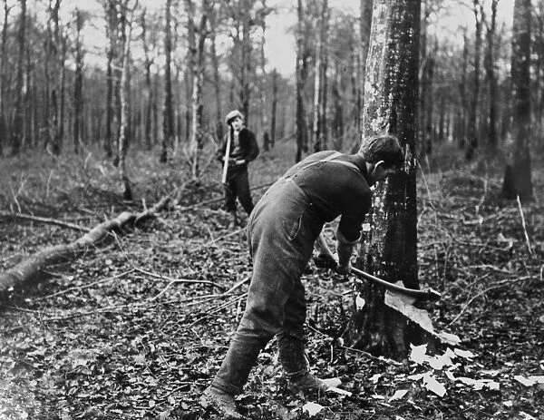 British soldier felling tree, Western Front, WW1
